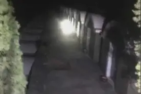 美女深夜探坟山，胆子真的大！视频封面