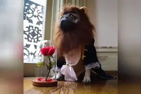 狗狗版的美女与野兽，太可爱啦！视频封面