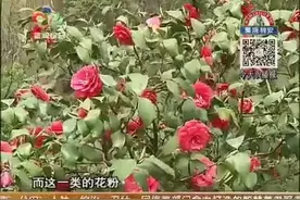 踏青赏花 小心花粉过敏视频封面