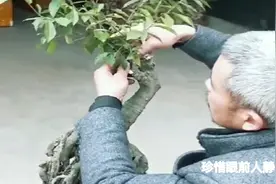 老师傅教你给金弹子盆景制作造型，用铝线蟠扎，造型雅致又古朴！视频封面