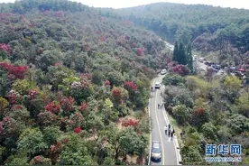 贵州盘县：缤纷花海迎客来图片