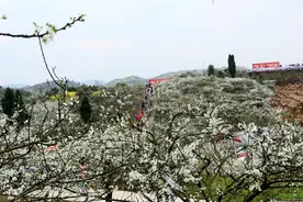 合川：万亩李花似瑞雪 踏青赏花正当时图片