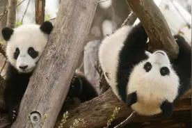 小萌物来了！奥地利双胞胎大熊猫宝宝亮相(图)图片