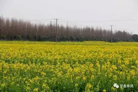 我们走，一起去看油菜花！图片