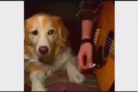 狗狗和人打牒尬舞斗音乐——最后那只我给你满分不怕会骄傲视频封面