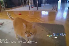 猫咪爱吃生鸡肉还是熟鸡肉？答案出乎意料，镜头拍下全过程！视频封面