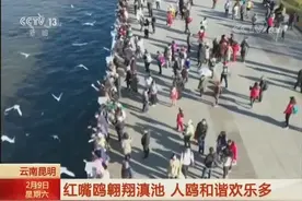 昆明红嘴鸥翱翔滇池 人鸥和谐欢乐多视频封面