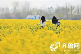 清明踏青首选 青岛西海岸百亩油菜花田绽放图片
