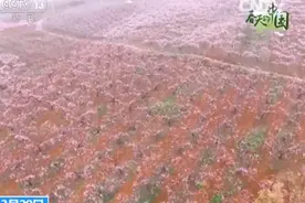 走，一起去看万里桃花！图片