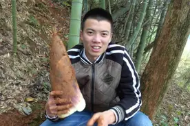 农村小伙教你如何找春笋，挖春笋原来也需要技术视频封面