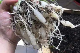 吊兰根部白色的一块一块的是根瘤吗？别慌，是好事，听花匠怎么说图片