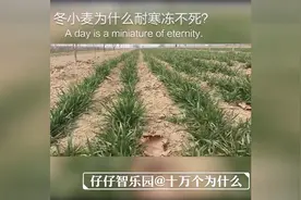 冬小麦为什么耐寒冻不死？@仔仔智乐园视频封面