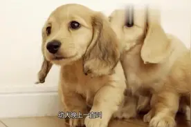 小狗晚上一直叫怎么办请留意这几个原因视频封面
