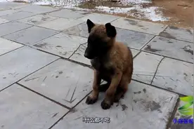 三个月的小马犬不吃不喝，还呕吐黄水，心疼坏了农村小伙视频封面