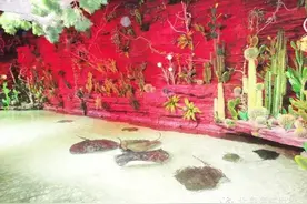 推荐| 北海海底世界——魔鬼鱼主题馆将于春节正式对游客开放图片