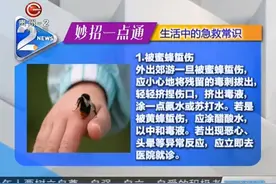 妙招一点通：生活中的急救常识，被蜜蜂蜇伤怎么办？视频封面
