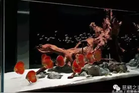 南美风格水族箱美图荟萃+野彩饲养秘诀 南美观赏鱼爱好者莫错过图片