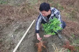 好多新手种果树成活率很低！文哥教你几招成活率提高80%视频封面