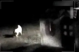 女子家中遭遇不明生物入侵袭击 监控记录下这恐怖一幕视频封面