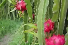 认识大白菜等9种蔬菜水果，小马识果蔬视频封面