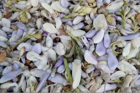 普洱时光｜普洱人爱吃这些花 你吃过哪几种图片