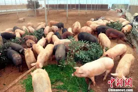江西德兴生态土猪养成记：吃杂粮 睡“软床”（图）图片
