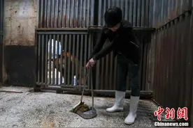 武汉市民变身饲养员 为北极熊打扫房间图片