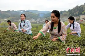陕西紫阳茶韵飘香 采茶歌中采摘忙图片
