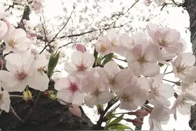 染井吉野、杨贵妃……苏州常见樱花4+3辨别手册，拿去看樱吹雪吧~图片