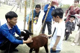 厦门国际马戏城“萌兽”羊驼换夏装 小朋友上阵剃胎毛图片
