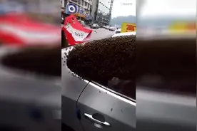 密恐慎入！蜂王率万只蜜蜂包围小车视频封面