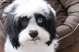巧合!英已故摇滚巨星与爱犬均拥有不同色眼睛图片