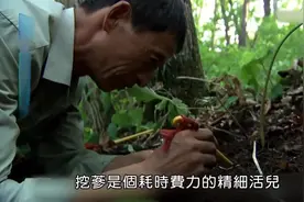 实拍东北挖野山参传统习俗全纪录