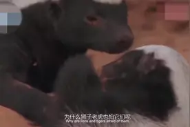 论打架我只服平头哥，连老虎都不怕，不服就是干！视频封面