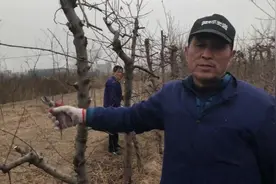 农村人东哥：王老师讲解现在给桃树施肥的最好办法视频封面