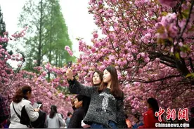 安徽合肥中科大校园樱花烂漫图片