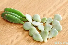 多肉植物叶插教程图片