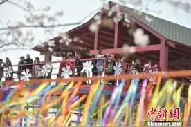 探访江苏句容樱花节：三千亩樱花引来近百万游客图片