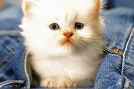 猫能吃鸡心吗 长期喂食猫咪易中毒图片