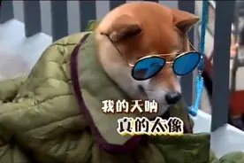 这两只狗竟然神似黄渤 孙红雷，笑的肚子疼！视频封面