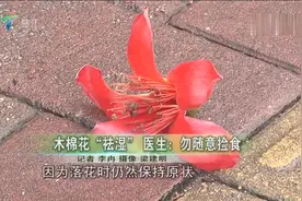 木棉花“祛湿” 医生提醒不要随意捡食视频封面