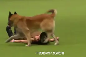 为什么老人说咬过主人的狗不能留？看完佩服古人的智慧视频封面