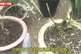 你家兰花到底是蕙兰还是春兰？如何区分识别？从叶片形态就可辨别视频封面