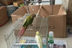 养只鹦鹉的那点事图片