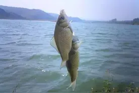 看看民间的泡沫钓法是怎么钓鱼的图片