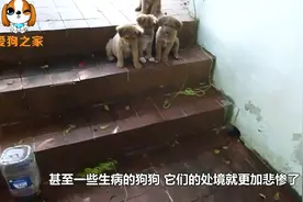 路遇大肚子的狗狗挡路，难道是来碰瓷的，真相让人难过！视频封面