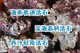 为你支招：海缸活石与底砂的挑选~图片