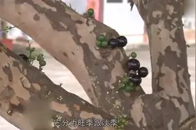 农村小伙种植一种长在树上的葡萄，一年能结6次果，年挣上100万元视频封面