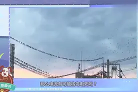 高压电有多厉害？啄木鸟安静啄着木头，下一秒凭空消失？