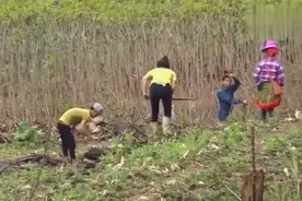 勤劳的越南姑娘背着新生儿上山种玉米视频封面